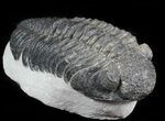 Drotops Trilobite - Issoumour, Morocco #45609-3